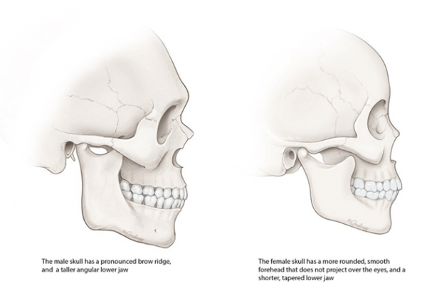 male-and-female-skull