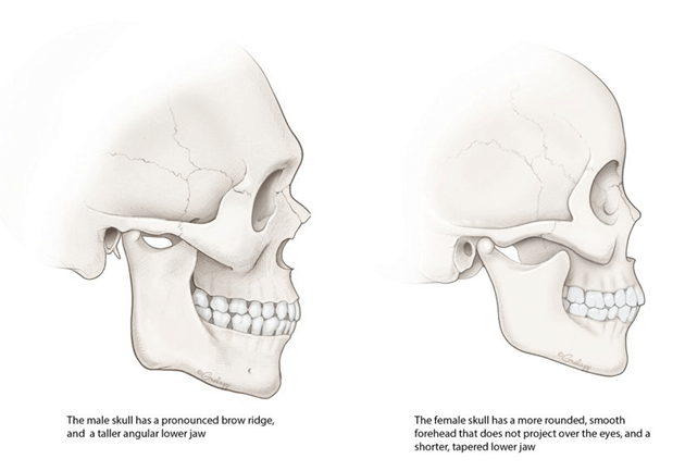 Skull Theory | Baby gender prediction in 11 weeks with Skull Theory