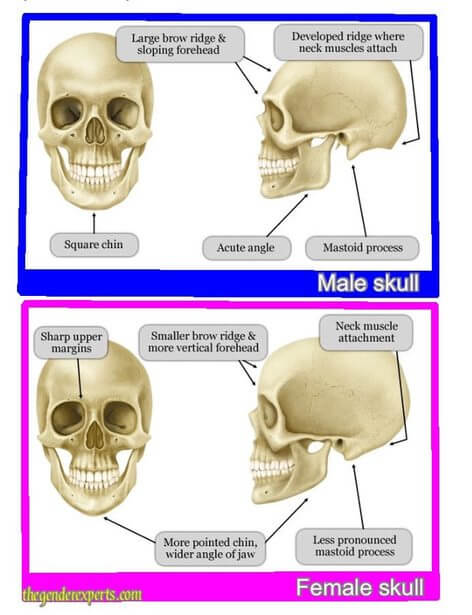 skull theory gender prediction