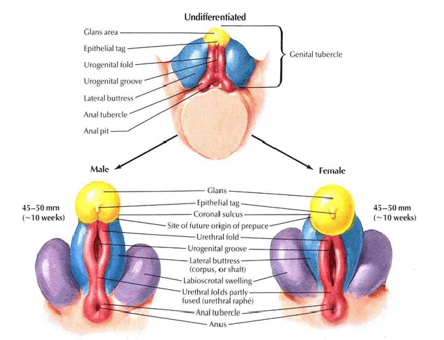 The Nub Theory