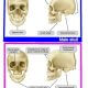 skull theory gender prediction