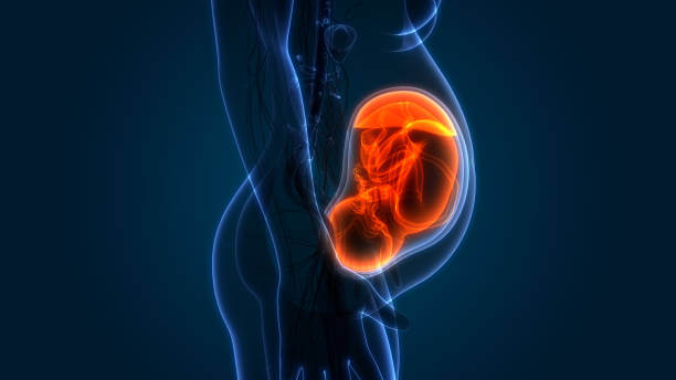3D Illustration of Fetus (Baby) in Womb Anatomy