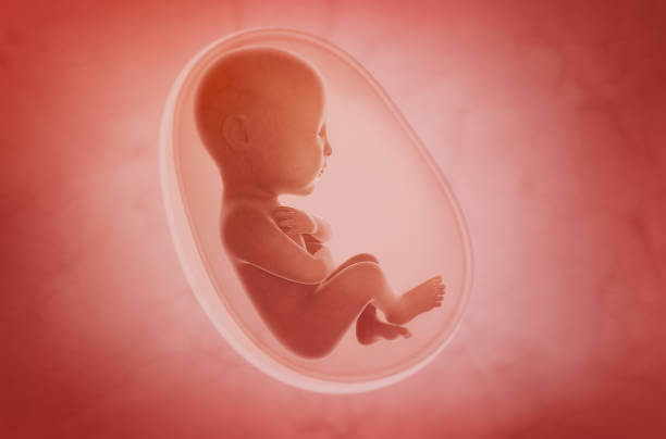 fetus inside the womb ready for baby gender predictor test