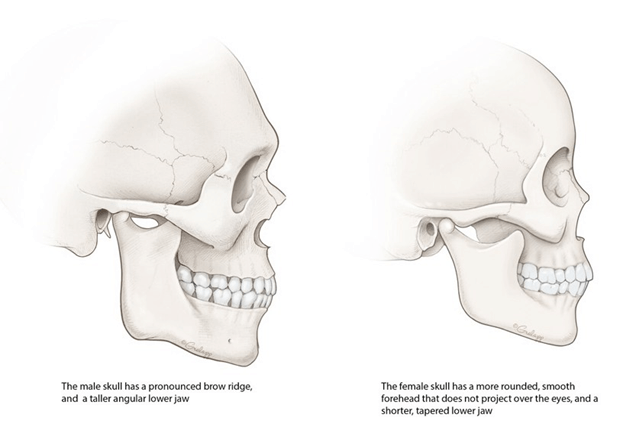 The Skull Theory